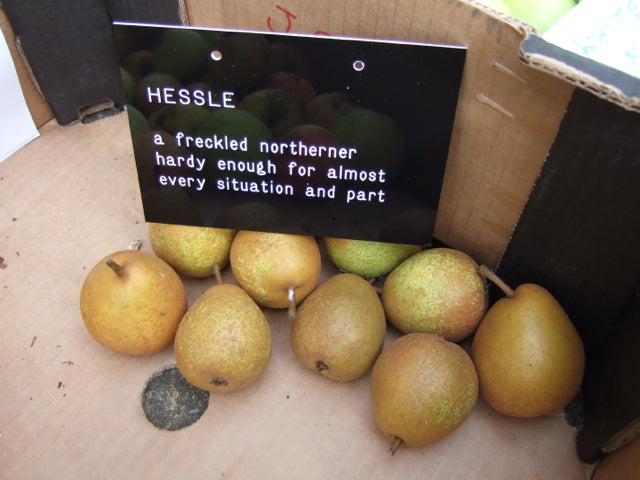 Pear 'Hessle'