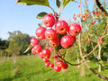 Malus hupehensis
