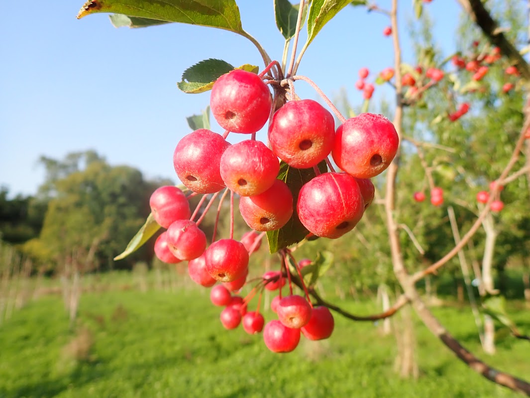 Malus hupehensis