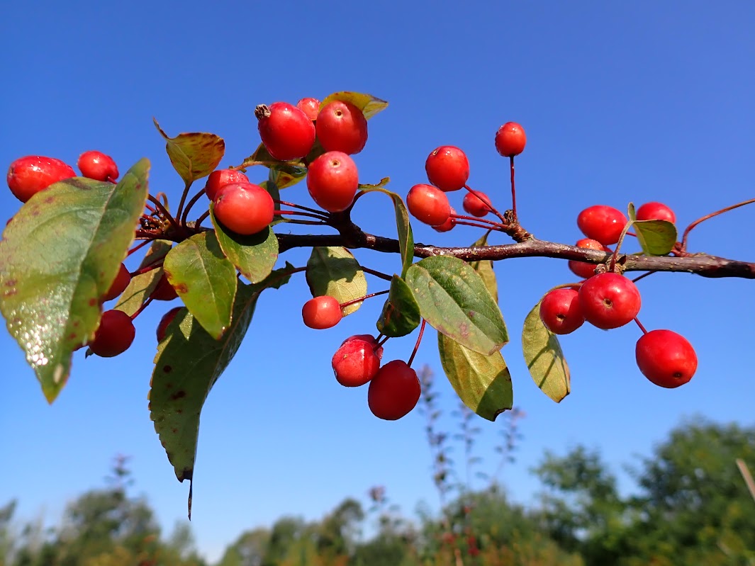 Malus 'Indian Magic'
