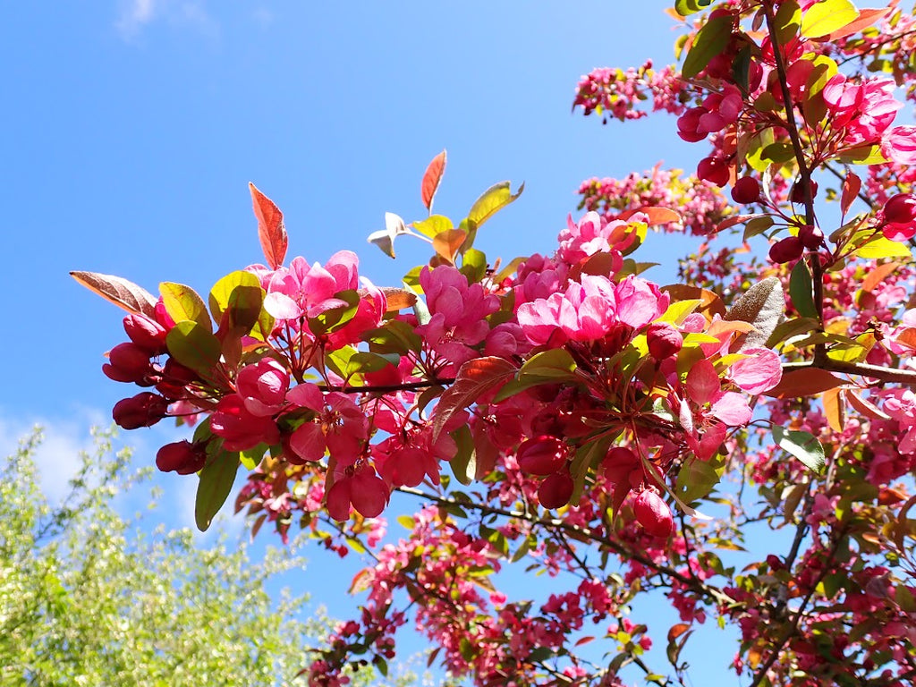 Malus 'Indian Magic'