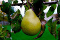 Pear 'Invincible'