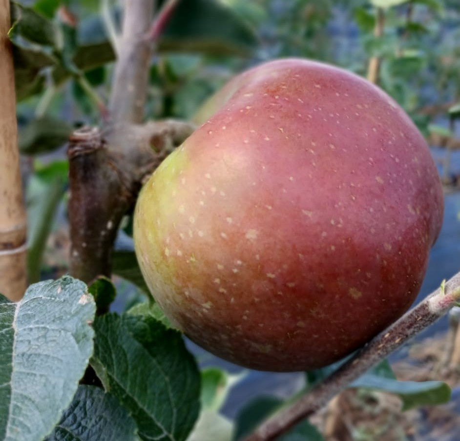 Apple 'Irish Peach'