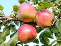 Apple 'James Grieve'