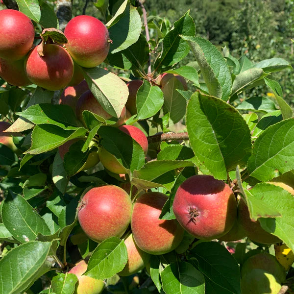 Cider Apple 'Jane'
