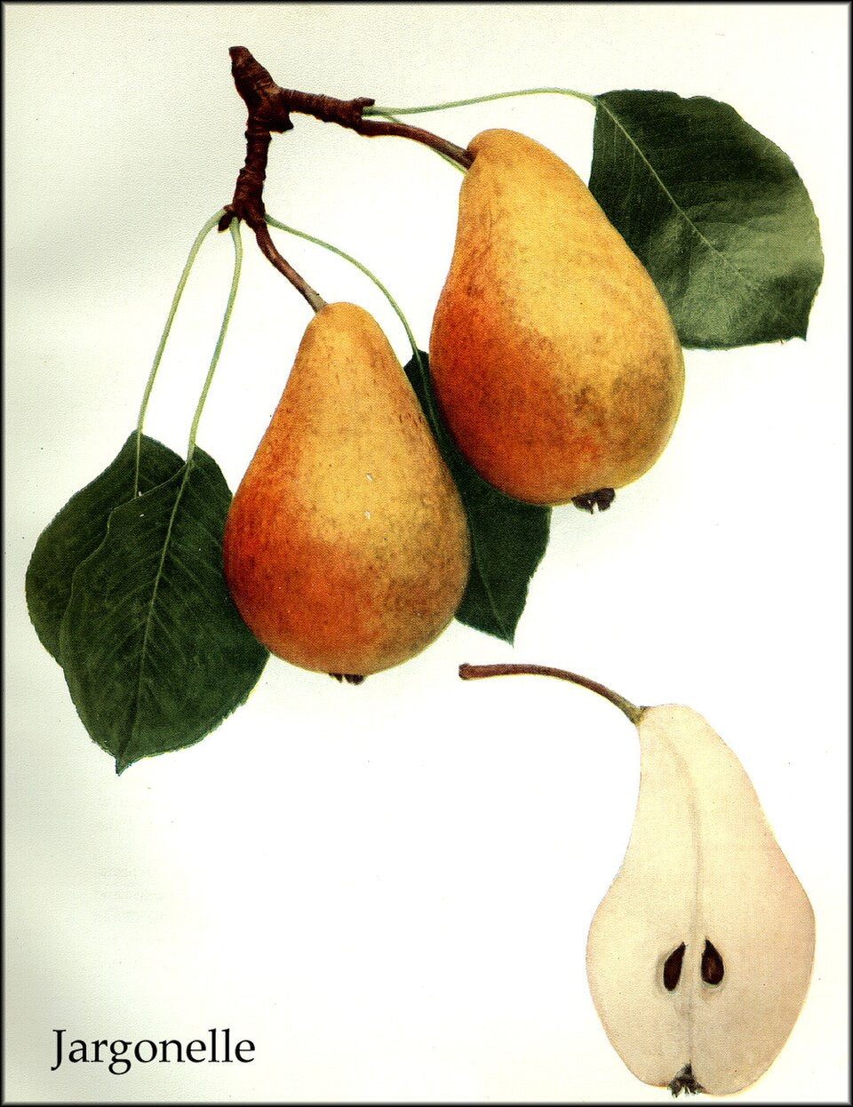 Pear 'Jargonelle'