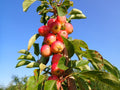 Malus 'Jelly King'