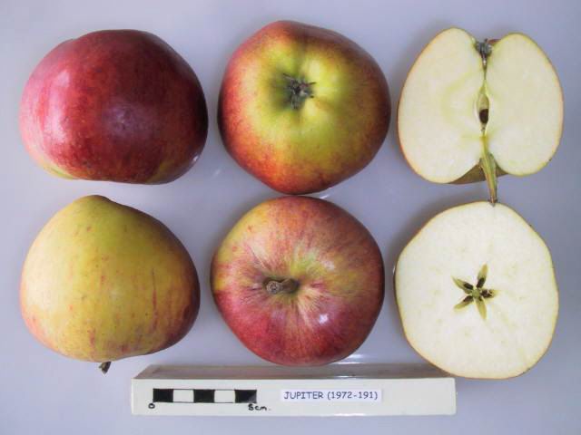 Apple 'Jupiter'