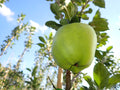 Apple 'Keswick Codlin'