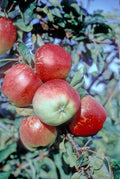 Apple 'Kidd's Orange Red'