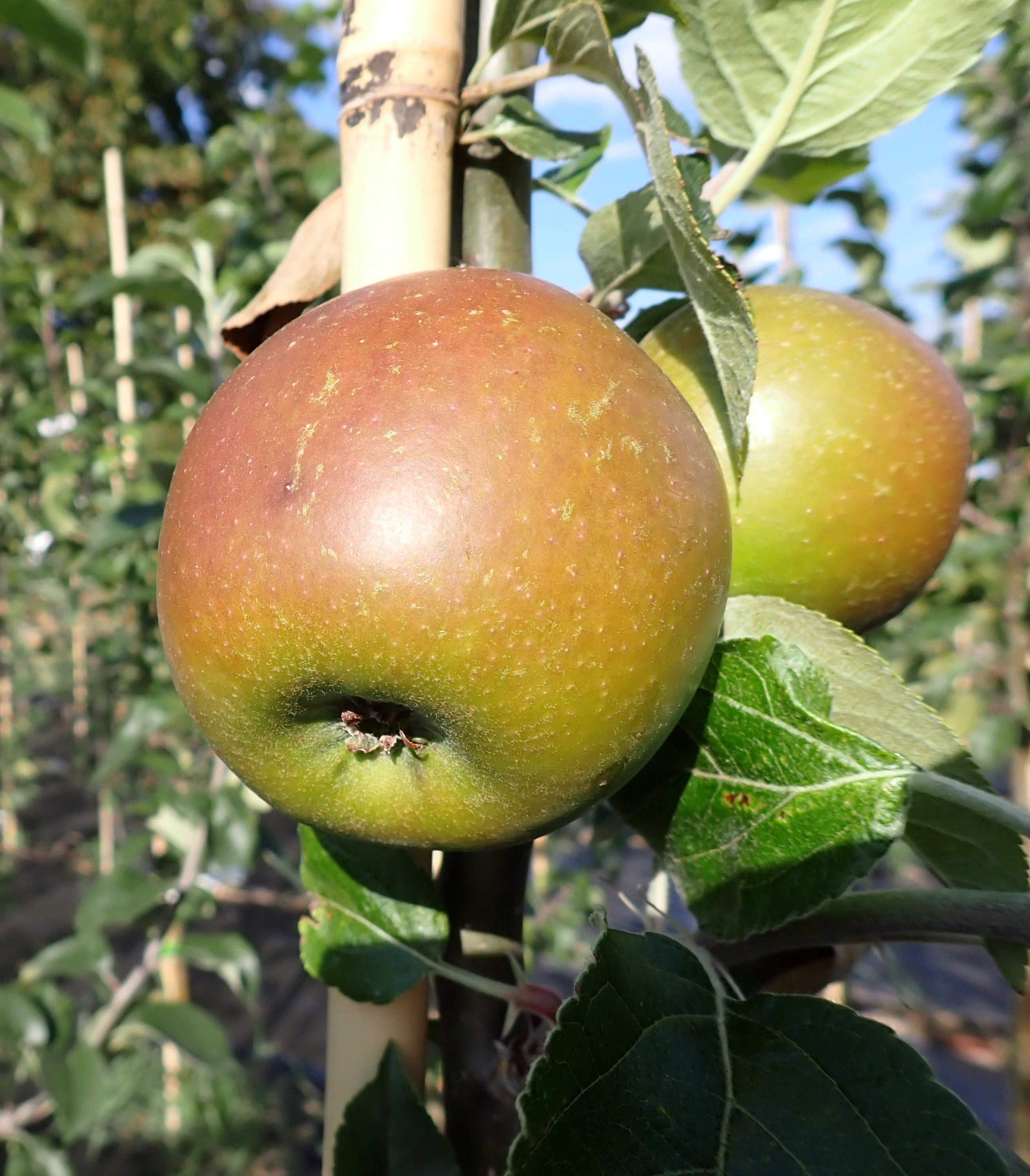 Apple 'King of the Pippins'