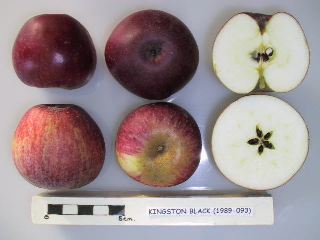 Cider Apple 'Kingston Black'