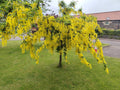 Laburnum alp. 'Pendula'