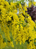 Laburnum x wat. 'Vossii'
