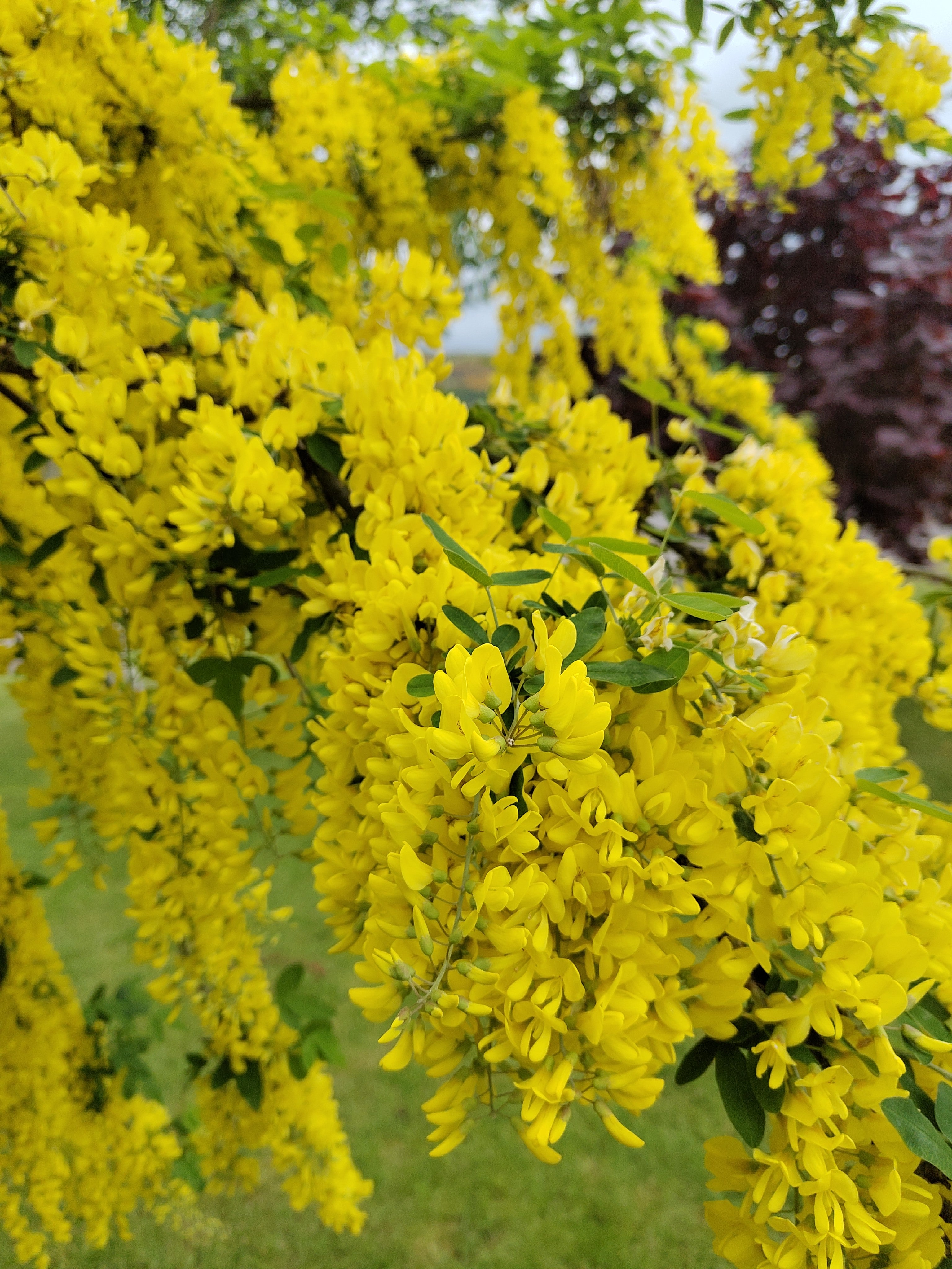 Laburnum x wat. 'Vossii'
