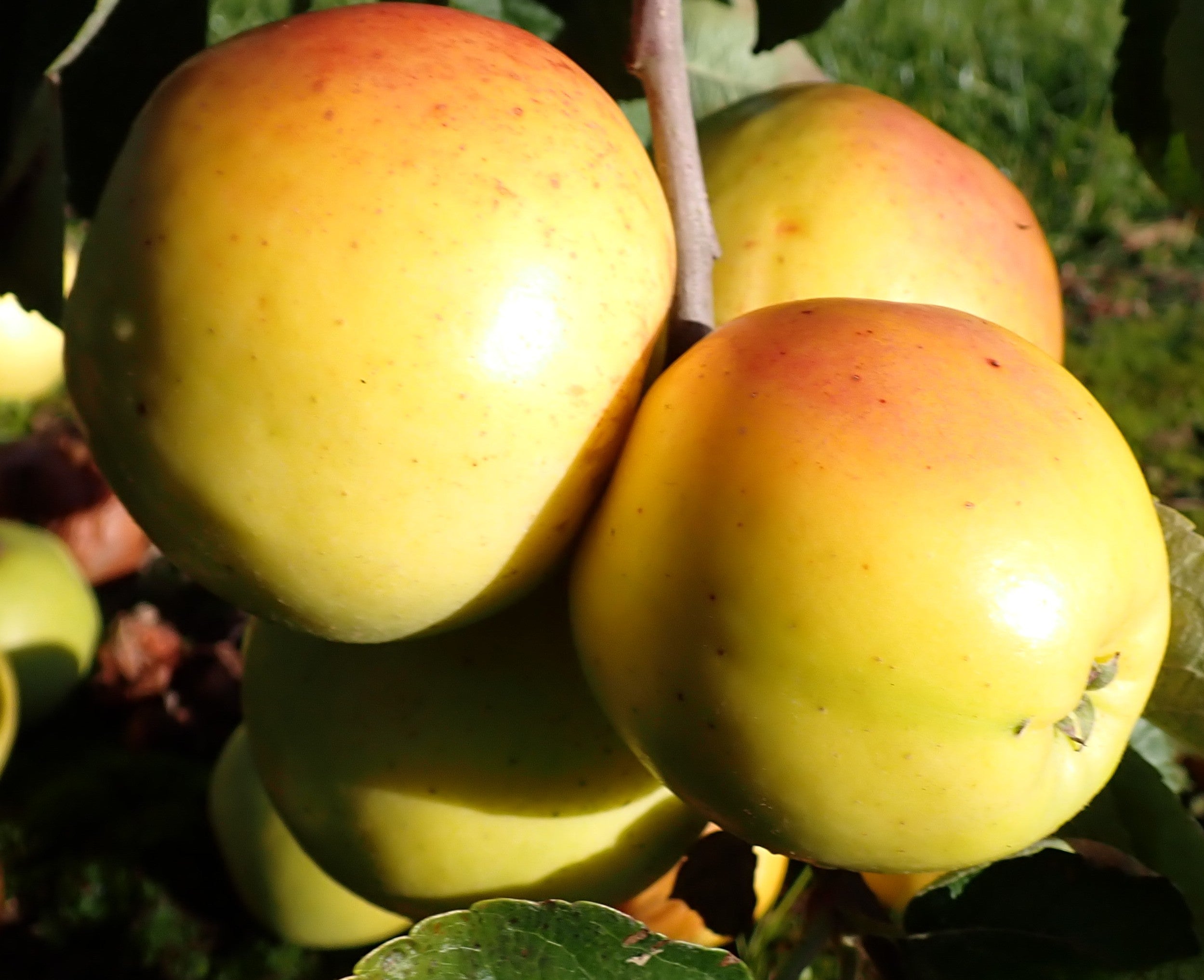 Apple 'Lady of Wemyss'