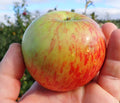 Apple 'Lane's Prince Albert'