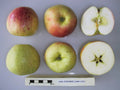 Apple 'Lass O' Gowrie'