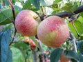 Apple 'Laxton's Superb'