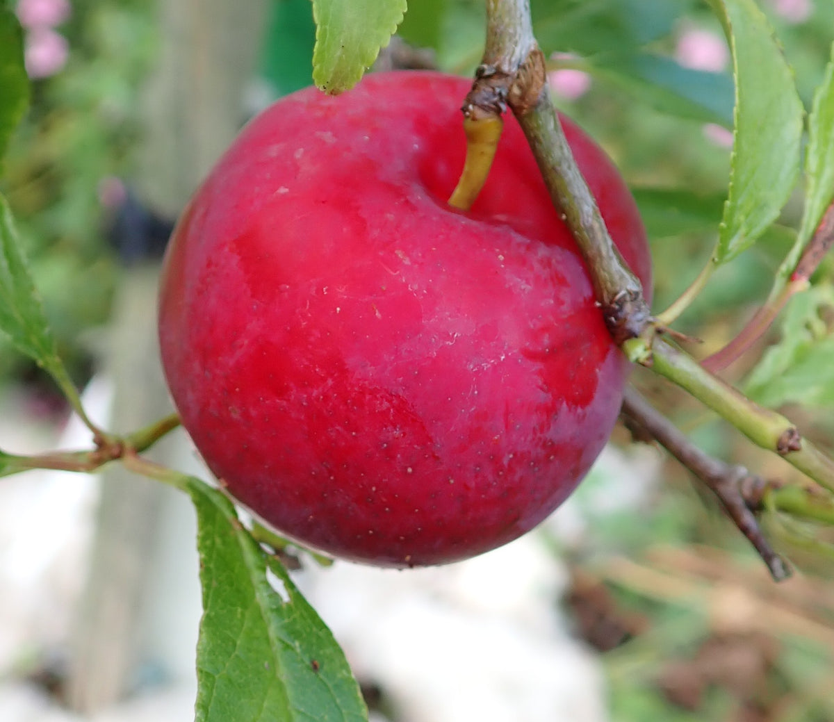 Plum 'Lizzie' – Japanese Plum - Dessert - bareroot tree