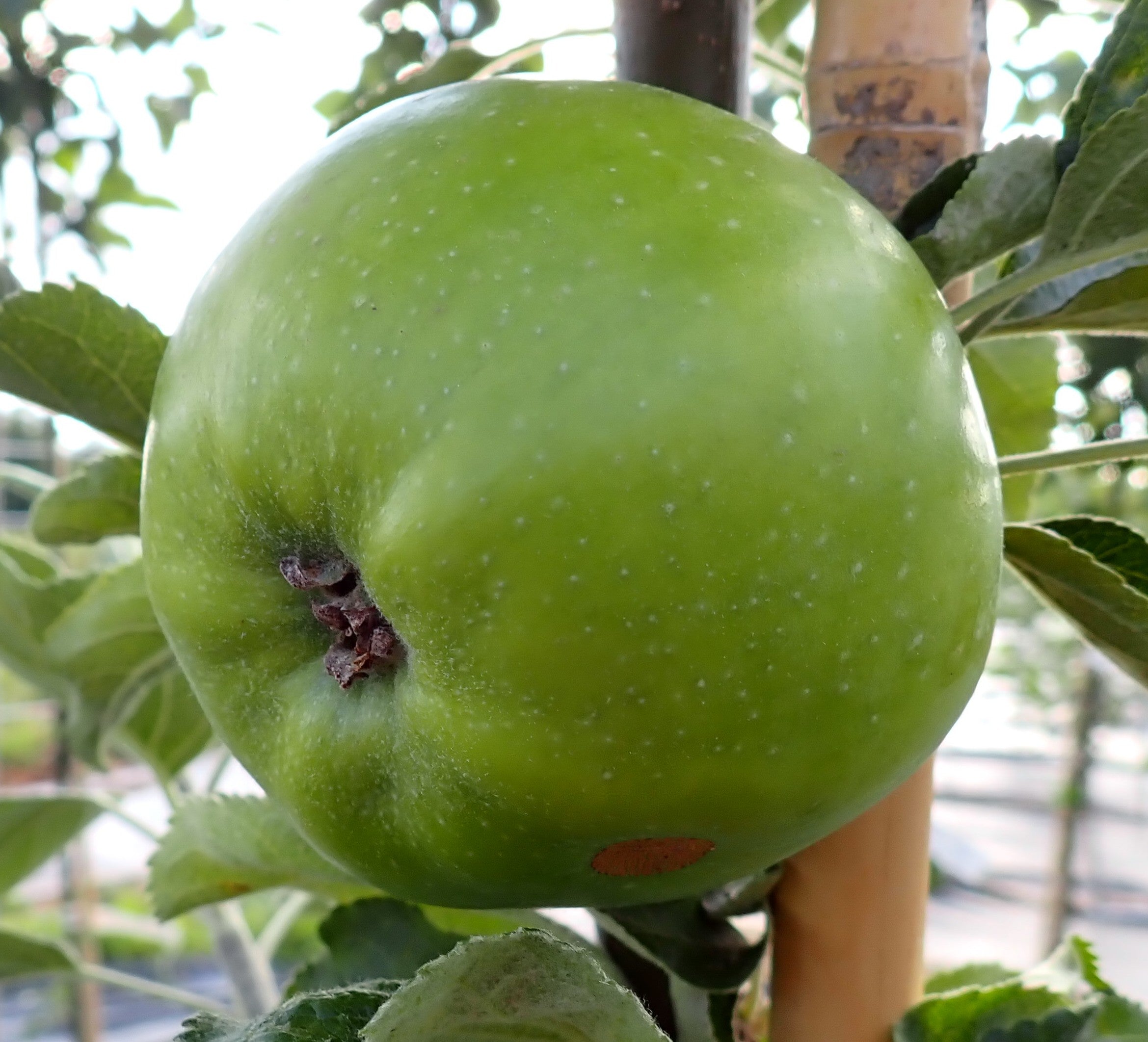 Apple 'Lord Derby'