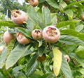 Medlar 'Westerveld'