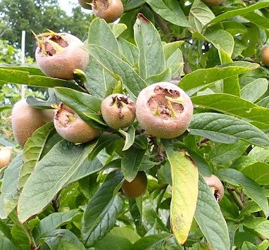 Medlar 'Westerveld'