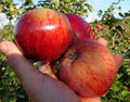 Apple 'Mere de Menage'