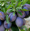 Damson 'Merryweather'