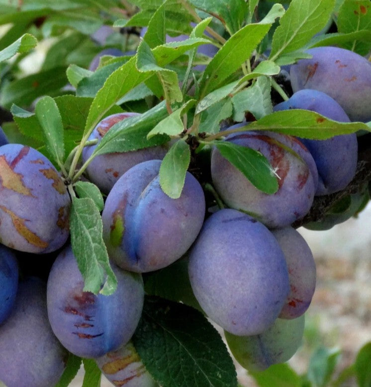 Damson 'Merryweather'