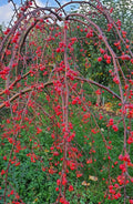 Malus 'Molten Lava'