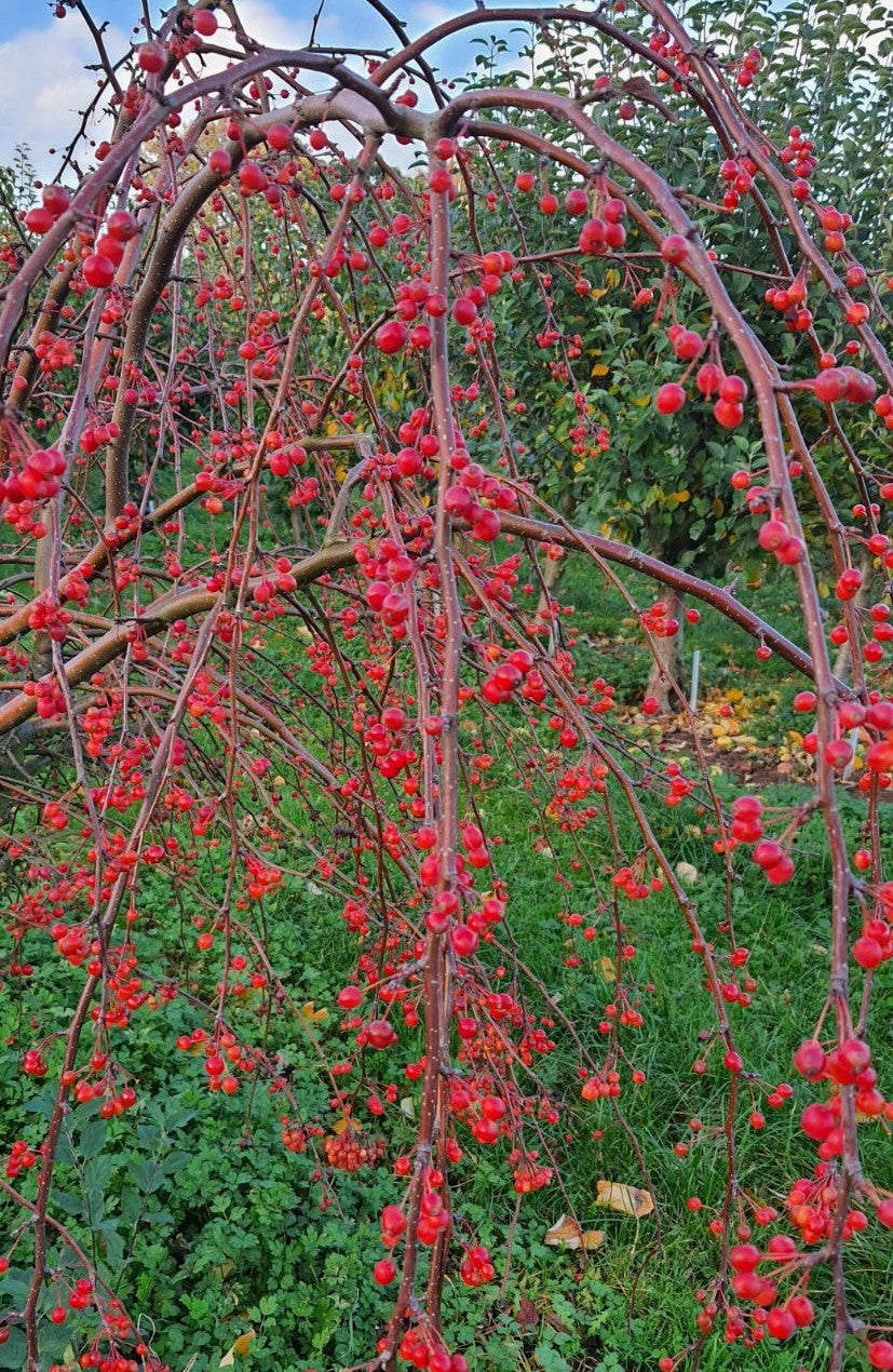Malus 'Molten Lava'