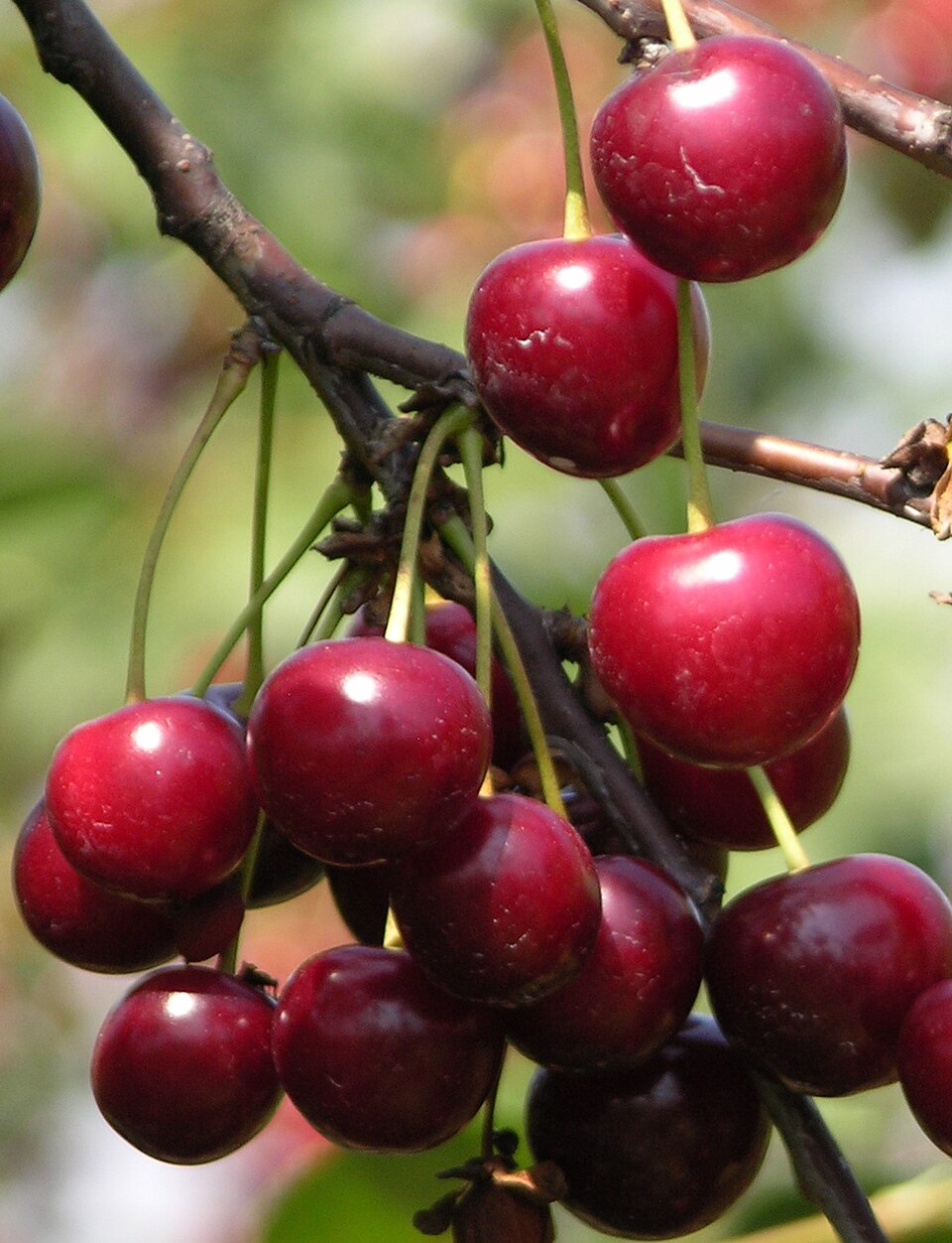 Cherry 'Morello'