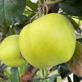 Cider Apple 'Morgan Sweet'