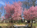 Prunus 'Okame'