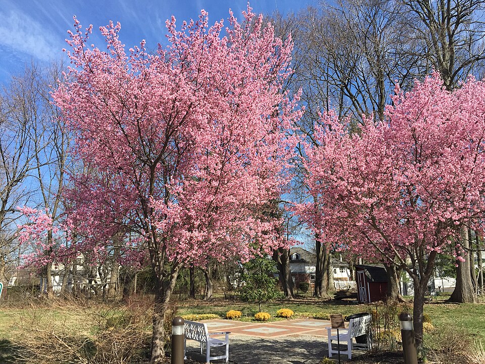 Prunus 'Okame'
