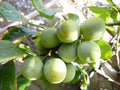 Gage 'Old Green Gage'
