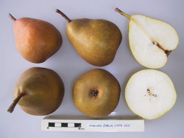 Pear 'Onward'
