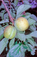 Gage 'Oullins Golden'