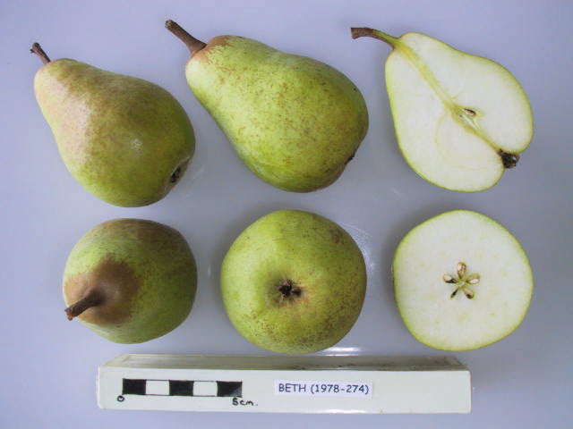 Pear 'Beth'