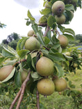 Pear 'Craig's Favourite' – Pear - Dessert - bareroot tree