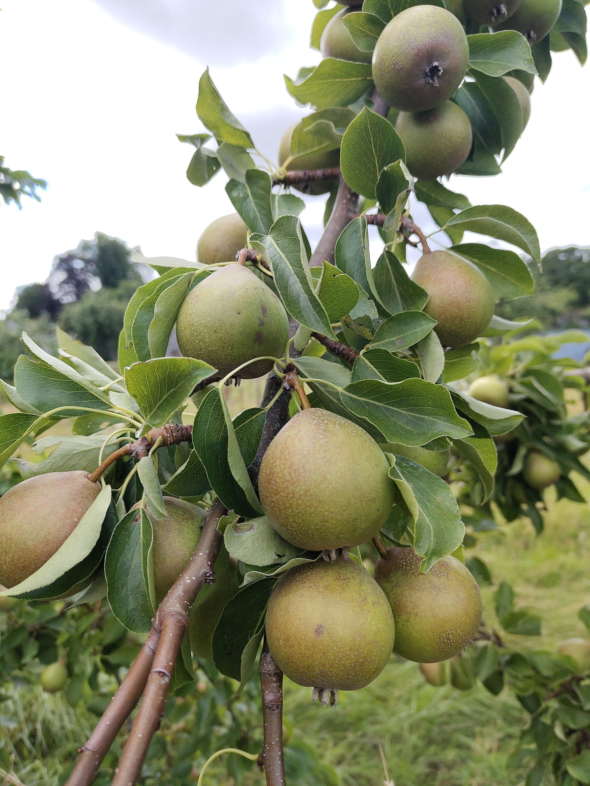 Pear 'Craig's Favourite' – Pear - Dessert - bareroot tree