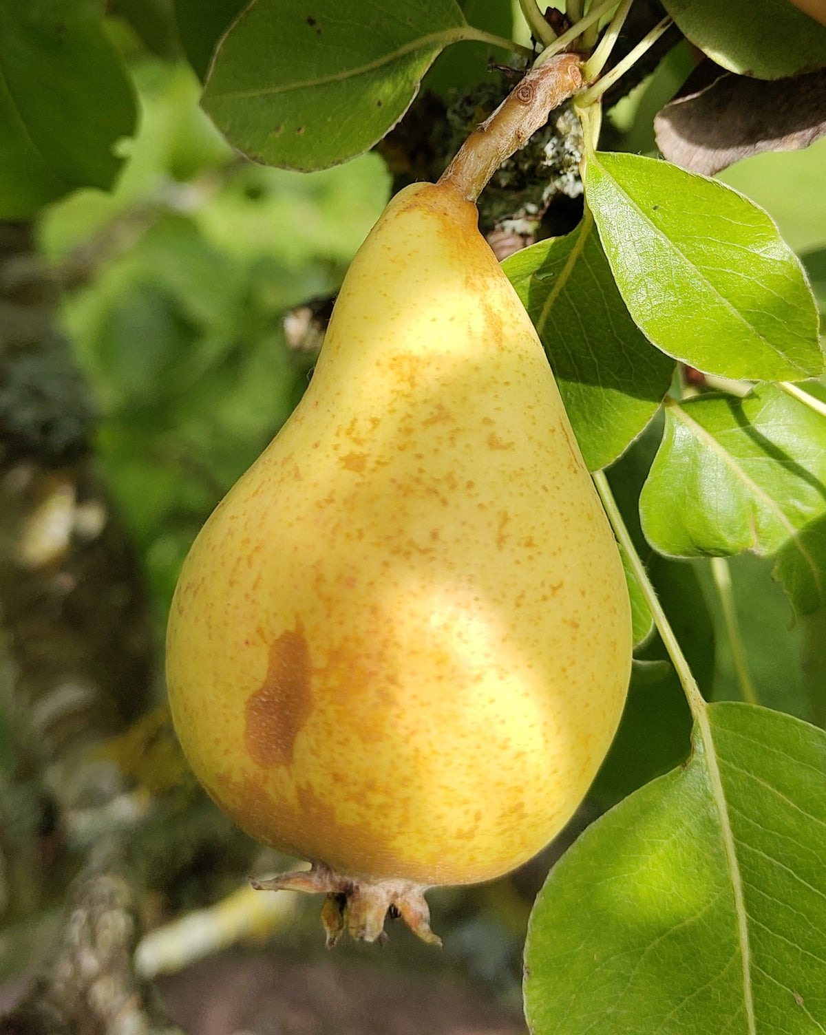 Pear 'Flower of Monorgan' – Pear - Dessert - bareroot tree