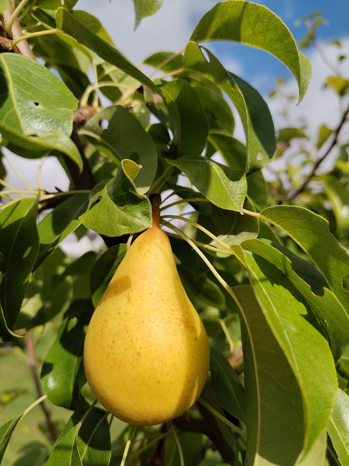 Pear 'Flower of Monorgan' – Pear - Dessert - bareroot tree