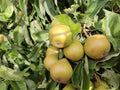Pear 'Gouden Knapp' – Pear - Dessert - bareroot tree