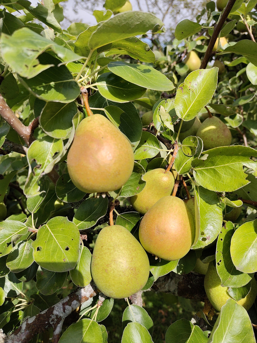 Pear 'Green Pear of Yair' – Pear - Dessert - bareroot tree