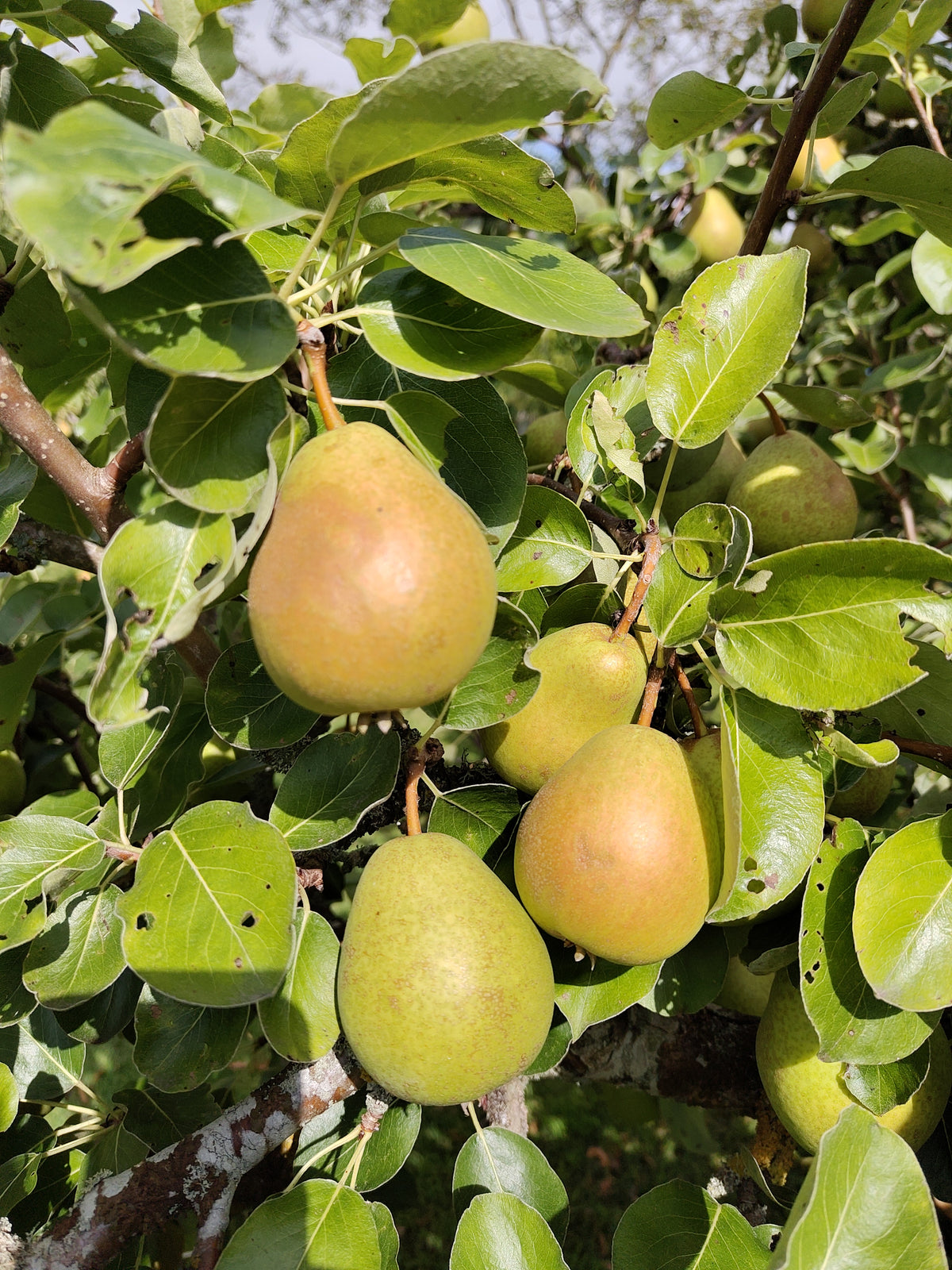 Pear 'Green Pear of Yair' – Pear - Dessert - bareroot tree