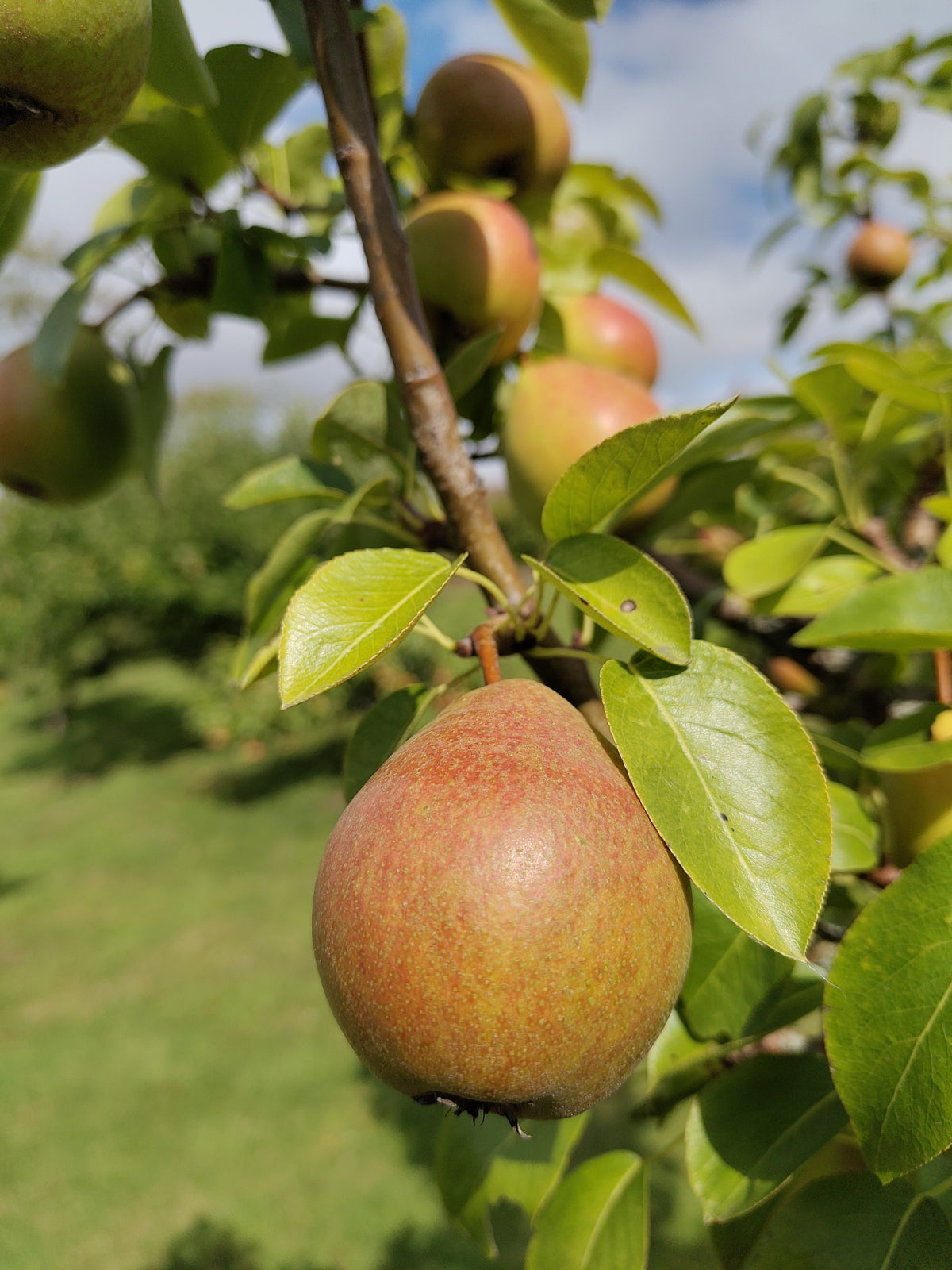 Pear 'Green Pear of Yair' – Pear - Dessert - bareroot tree