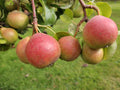 Pear 'Grey Auchan' – Pear - Dessert - bareroot tree