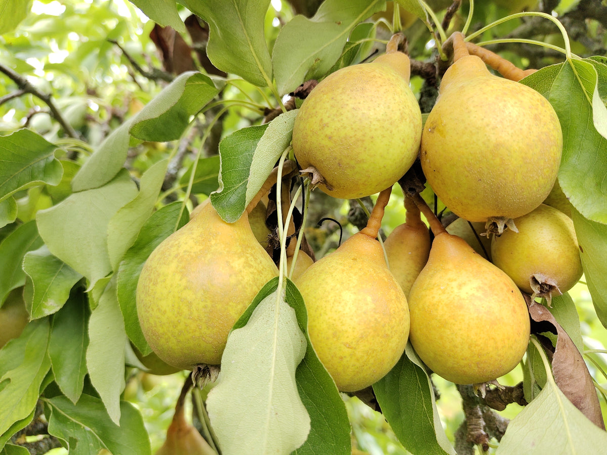 Pear 'Grey Benvie' – Pear - Dessert - bareroot tree